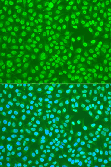 Immunofluorescence - HNRNPDL Polyclonal Antibody 