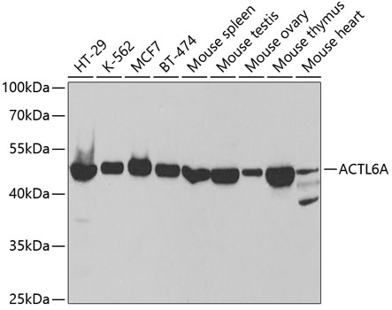 Western blot - ACTL6A Polyclonal Antibody 