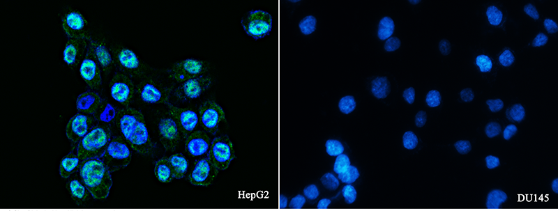 Human Androgen receptor/NR3C4 Immunofluorescence(IF) 15375