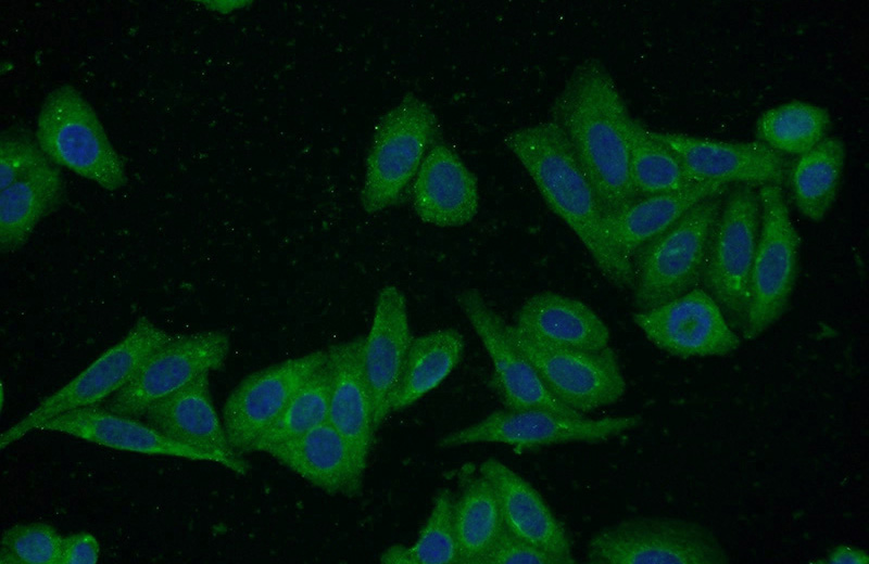 Immunofluorescent analysis of HepG2 cells using Catalog No:114962(S100A5 Antibody) at dilution of 1:50 and Alexa Fluor 488-congugated AffiniPure Goat Anti-Rabbit IgG(H+L)