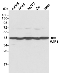 Western blot detection of WIF1 in Jurkat,A549,MCF7,C6 and Hela cell lysates using WIF1 mouse mAb (1:500 diluted).Predicted band size:42KDa.Observed band size:42KDa.