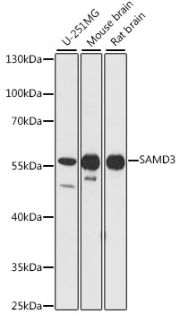 Western blot - SAMD3 Polyclonal Antibody 
