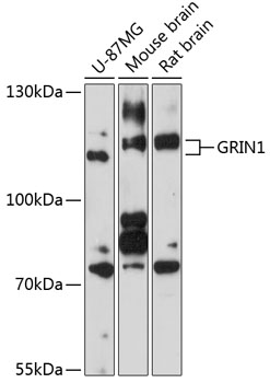 Western blot - GRIN1 Polyclonal Antibody 