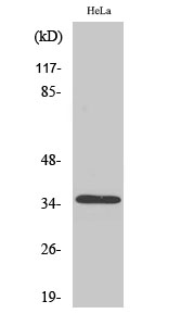 Fig1:; Western Blot analysis of various cells using Olfactory receptor 8J3 Polyclonal Antibody