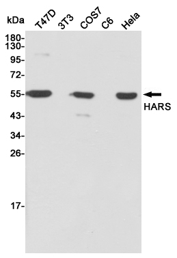 Western blot detection of HARS in T47D,3T3,COS7,C6 and Hela cell lysates using HARS mouse mAb(dilution 1:2000).Predicted band size:56kDa.Observed band size:56kDa.