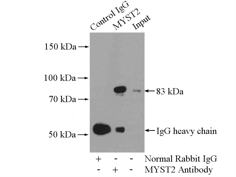 IP Result of anti-MYST2 (IP:Catalog No:113003, 4ug; Detection:Catalog No:113003 1:500) with HeLa cells lysate 2480ug.