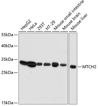 Western blot - MTCH2 Polyclonal Antibody 