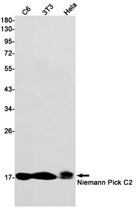 Western blot detection of Niemann Pick C2 in C6,3T3,Hela cell lysates using Niemann Pick C2 Rabbit mAb(1:1000 diluted).Predicted band size:17kDa.Observed band size:17kDa.