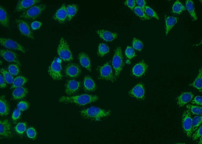 Immunofluorescent analysis of MCF-7 cells using Catalog No:115277(SHMT2 Antibody) at dilution of 1:50 and Alexa Fluor 488-congugated AffiniPure Goat Anti-Rabbit IgG(H+L)
