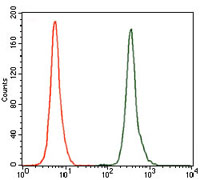 Flow cytometric analysis of K562 cells using NR6A1 mouse mAb (green) and negative control (red).