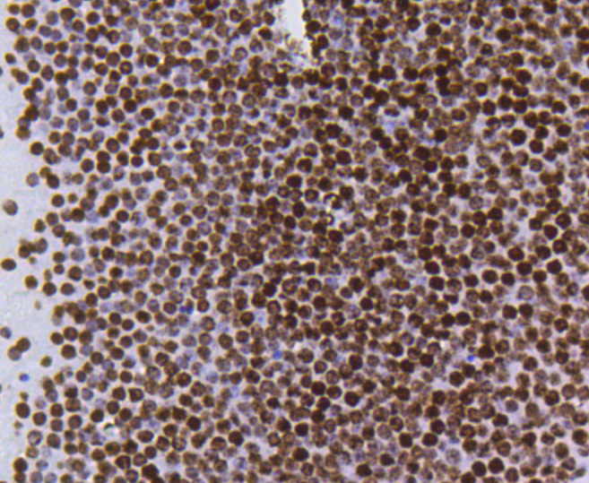 Immunohistochemistry - Acetyl-Histone H4-K5 mAb 