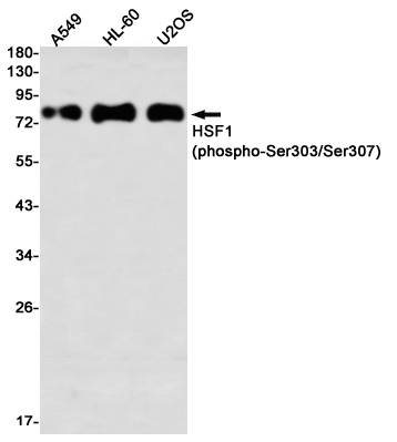 Western blot detection of HSF1 (phospho-Ser303/Ser307) in A549,HL-60,U2OS using HSF1 (phospho-Ser303/Ser307) Rabbit mAb(1:1000 diluted)