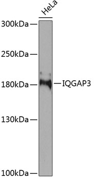 Western blot - IQGAP3 Polyclonal Antibody 