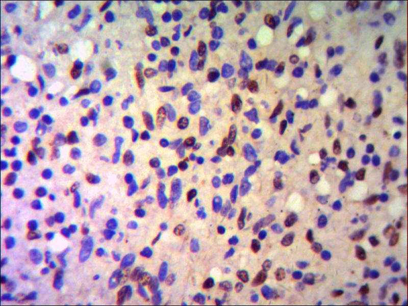IHC of paraffin-embedded human Spleen using anti-KAP1 / TIF1 beta diluted 1/500-1/1000.