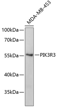 Western blot - PIK3R3 Polyclonal Antibody 