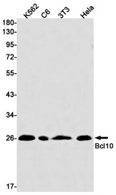 Western blot detection of Bcl10 in K562,C6,3T3,Hela cell lysates using Bcl10 Rabbit mAb(1:1000 diluted).Predicted band size:26kDa.Observed band size:26kDa.