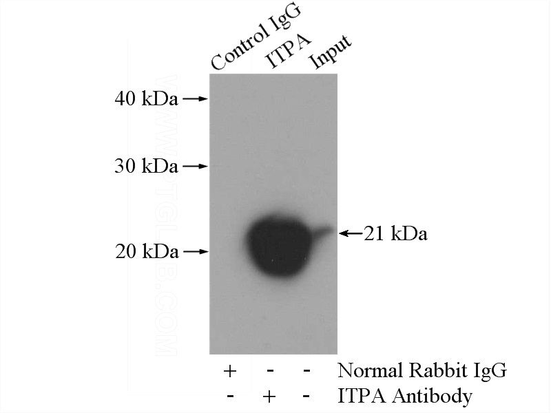 IP Result of anti-ITPA (IP:Catalog No:111955, 4ug; Detection:Catalog No:111955 1:1000) with mouse liver tissue lysate 4000ug.