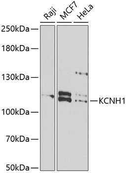 Western blot - KCNH1 Polyclonal Antibody 
