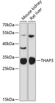 Western blot - THAP3 Polyclonal Antibody 