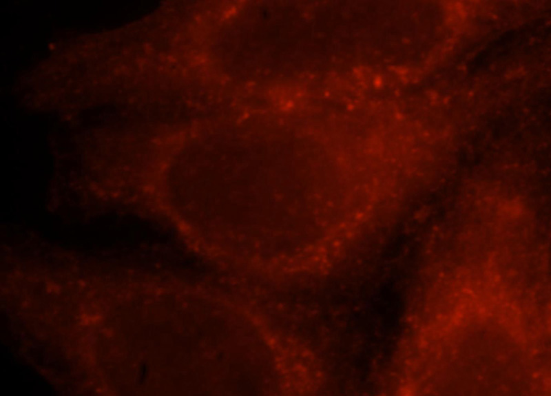 Immunofluorescent analysis of HepG2 cells, using CORO1C antibody Catalog No:109475 at 1:25 dilution and Rhodamine-labeled goat anti-rabbit IgG (red).