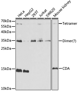 Western blot - CDA Polyclonal Antibody 