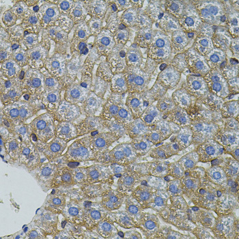 Immunohistochemistry - Mitofusin 2 Polyclonal Antibody 