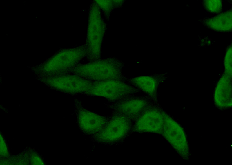 Immunofluorescent analysis of (10% Formaldehyde) fixed HeLa cells using Catalog No:114053(POLR3H Antibody) at dilution of 1:50 and Alexa Fluor 488-congugated AffiniPure Goat Anti-Rabbit IgG(H+L)