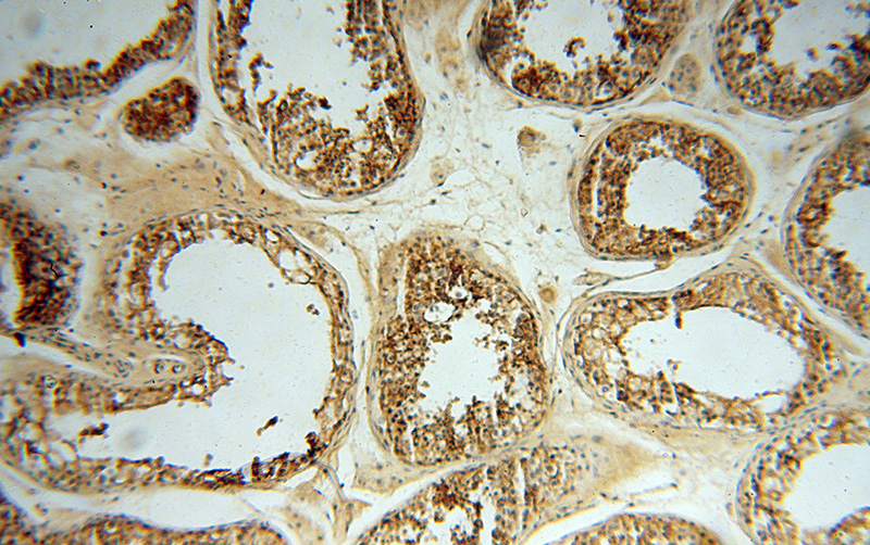 Immunohistochemical of paraffin-embedded human testis using Catalog No:109087(SLC3A2 antibody) at dilution of 1:100 (under 10x lens)