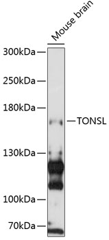 Western blot - TONSL Polyclonal Antibody 
