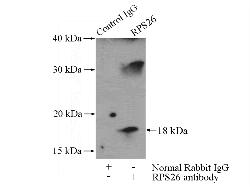 IP Result of anti-RPS26 (IP:Catalog No:114837, 4ug; Detection:Catalog No:114837 1:500) with mouse lung tissue lysate 4000ug.