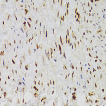 Immunohistochemistry - NASP Polyclonal Antibody 
