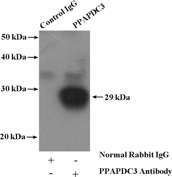 IP Result of anti-PPAPDC3 (IP:Catalog No:114080, 4ug; Detection:Catalog No:114080 1:800) with mouse skeletal muscle tissue lysate 4000ug.