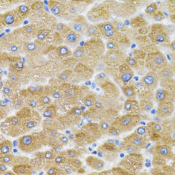Immunohistochemistry - Mitofusin 2 Polyclonal Antibody 