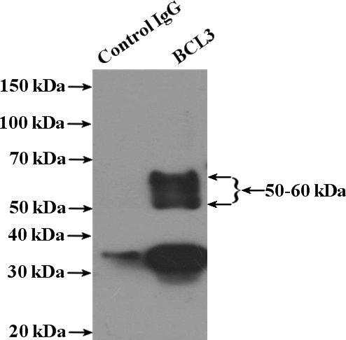 IP Result of anti-BCL3 (IP:Catalog No:117101, 4ug; Detection:Catalog No:117101 1:600) with HEK-293 cells lysate 3000ug.