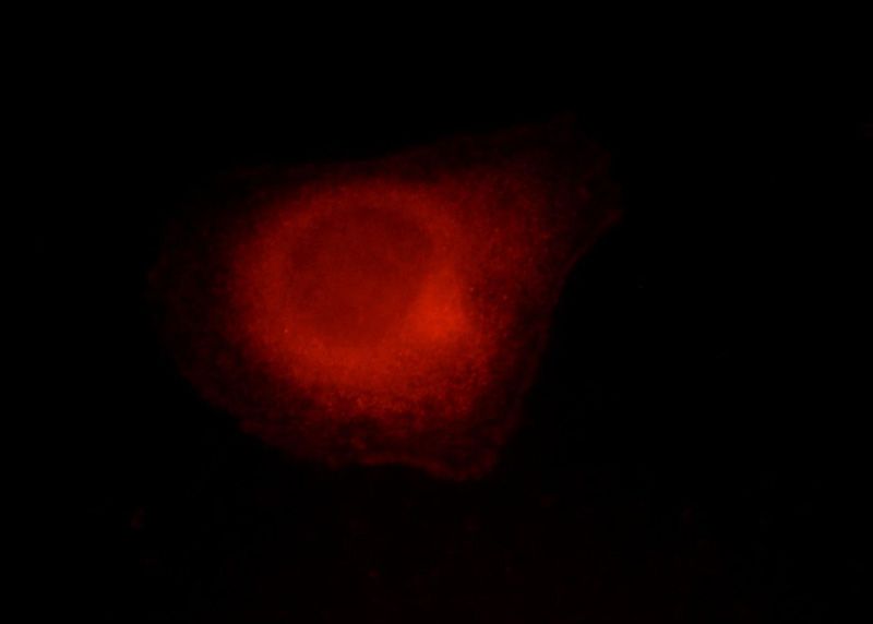 Immunofluorescent analysis of HepG2 cells, using MME antibody Catalog No:112694 at 1:50 dilution and Rhodamine-labeled goat anti-rabbit IgG (red).