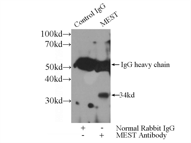 IP Result of anti-MEST (IP:Catalog No:112512, 3ug; Detection:Catalog No:112512 1:500) with PC-3 cells lysate 1720ug.