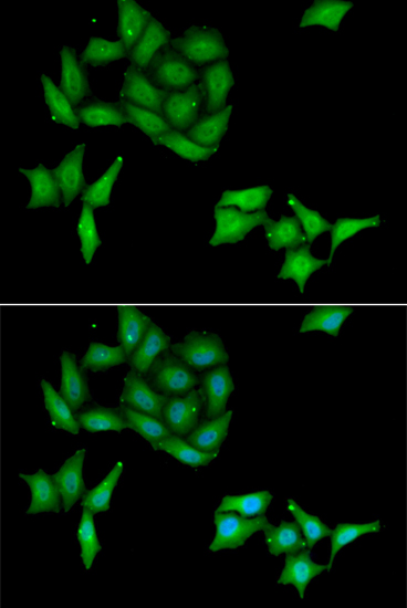 Immunofluorescence - CCNC Polyclonal Antibody 