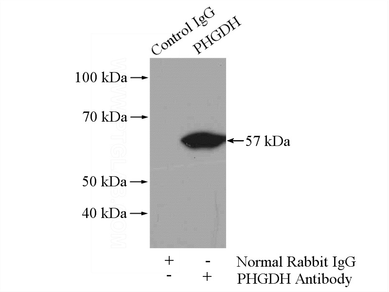 IP Result of anti-PHGDH (IP:Catalog No:113816, 4ug; Detection:Catalog No:113816 1:1000) with mouse brain tissue lysate 4000ug.