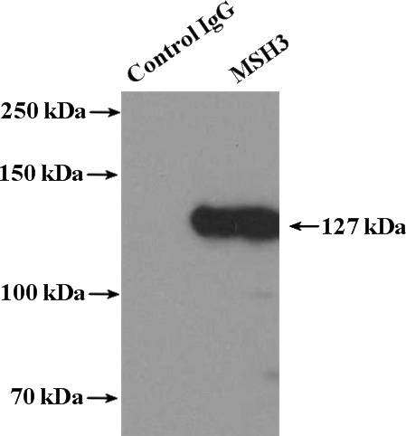 IP Result of anti-MSH3 (IP:Catalog No:112868, 4ug; Detection:Catalog No:112868 1:1000) with HeLa cells lysate 3600ug.