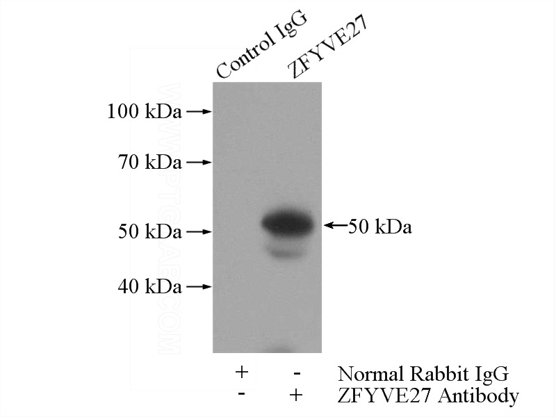 IP Result of anti-ZFYVE27 (IP:Catalog No:117047, 3ug; Detection:Catalog No:117047 1:500) with mouse testis tissue lysate 4000ug.