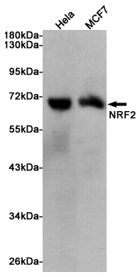 Western blot analysis of extracts from Hela and MCF7 cells using NRF2 Mouse mAb at 1:1000 dilution. Predicted band size: 68KDa.Observed band size: 68KDa.
