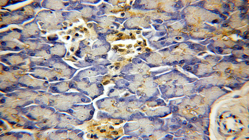 Immunohistochemical of paraffin-embedded human pancreas using Catalog No:113474(PABPC1,PABP antibody) at dilution of 1:50 (under 40x lens)