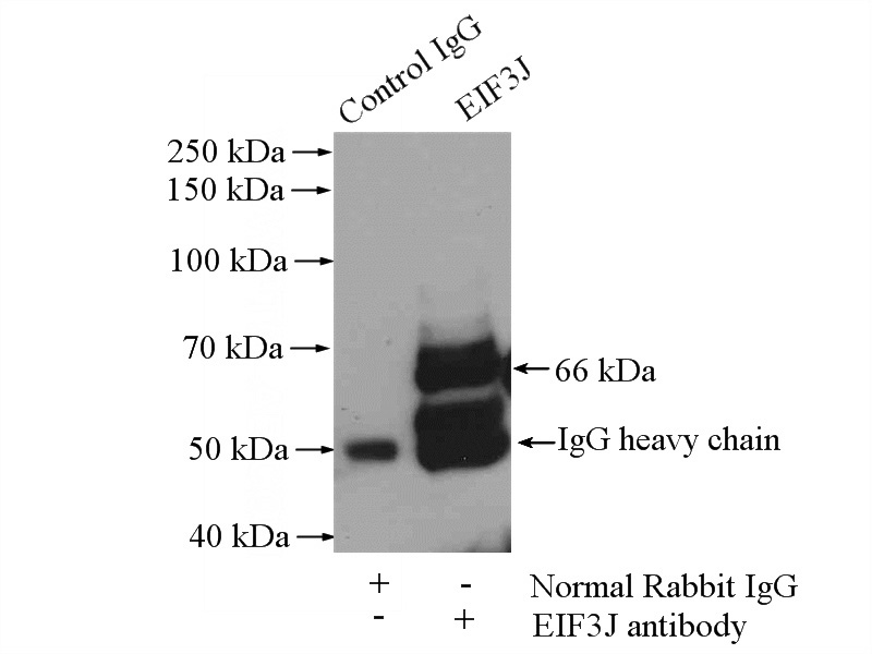 IP Result of anti-EIF3J (IP:Catalog No:110198, 4ug; Detection:Catalog No:110198 1:500) with HeLa cells lysate 880ug.
