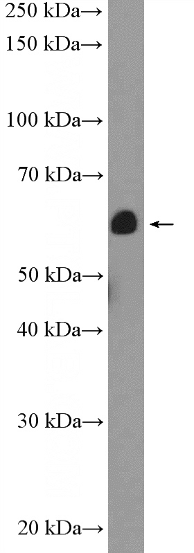 NIH/3T3 cells were subjected to SDS PAGE followed by western blot with Catalog No:108908(calreticulin Antibody) at dilution of 1:600