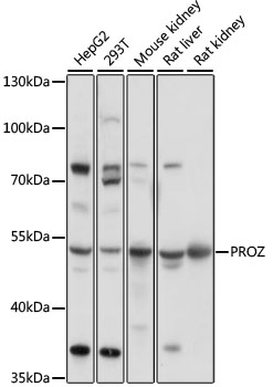 Western blot - PROZ Polyclonal Antibody 
