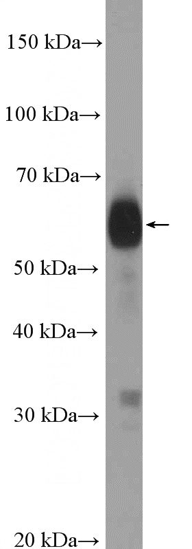 Daudi cells were subjected to SDS PAGE followed by western blot with Catalog No:115295(SLAMF6 Antibody) at dilution of 1:600