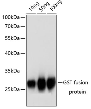 Western blot - Rabbit anti GST-Tag pAb 