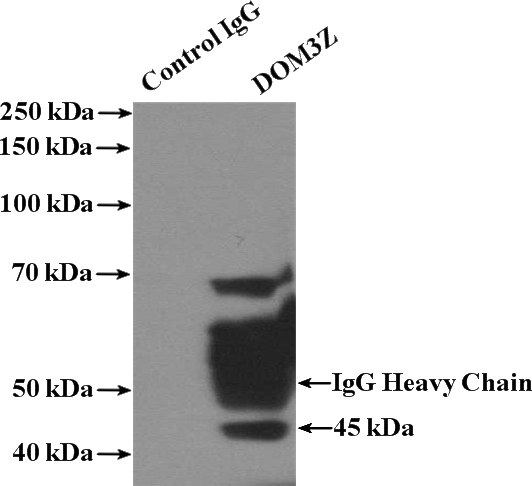 IP Result of anti-DOM3Z (IP:Catalog No:110056, 4ug; Detection:Catalog No:110056 1:300) with mouse testis tissue lysate 4000ug.