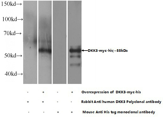 Transfected HEK-293 cells were subjected to SDS PAGE followed by western blot with Catalog No:109984(DKK3 Antibody) at dilution of 1:1000