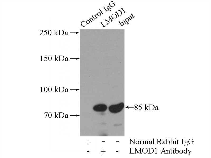 IP Result of anti-LMOD1 (IP:Catalog No:112284, 4ug; Detection:Catalog No:112284 1:700) with mouse skeletal muscle tissue lysate 3600ug.